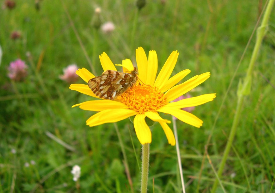 Calendula